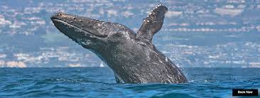 Whale Watching in Newport Beach